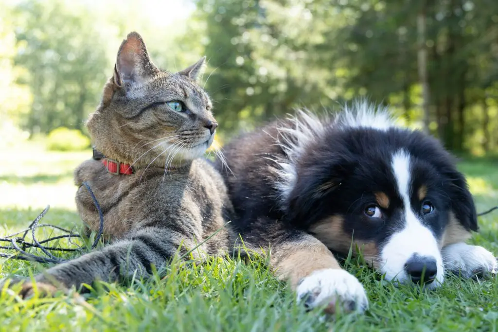 common pet emergencies