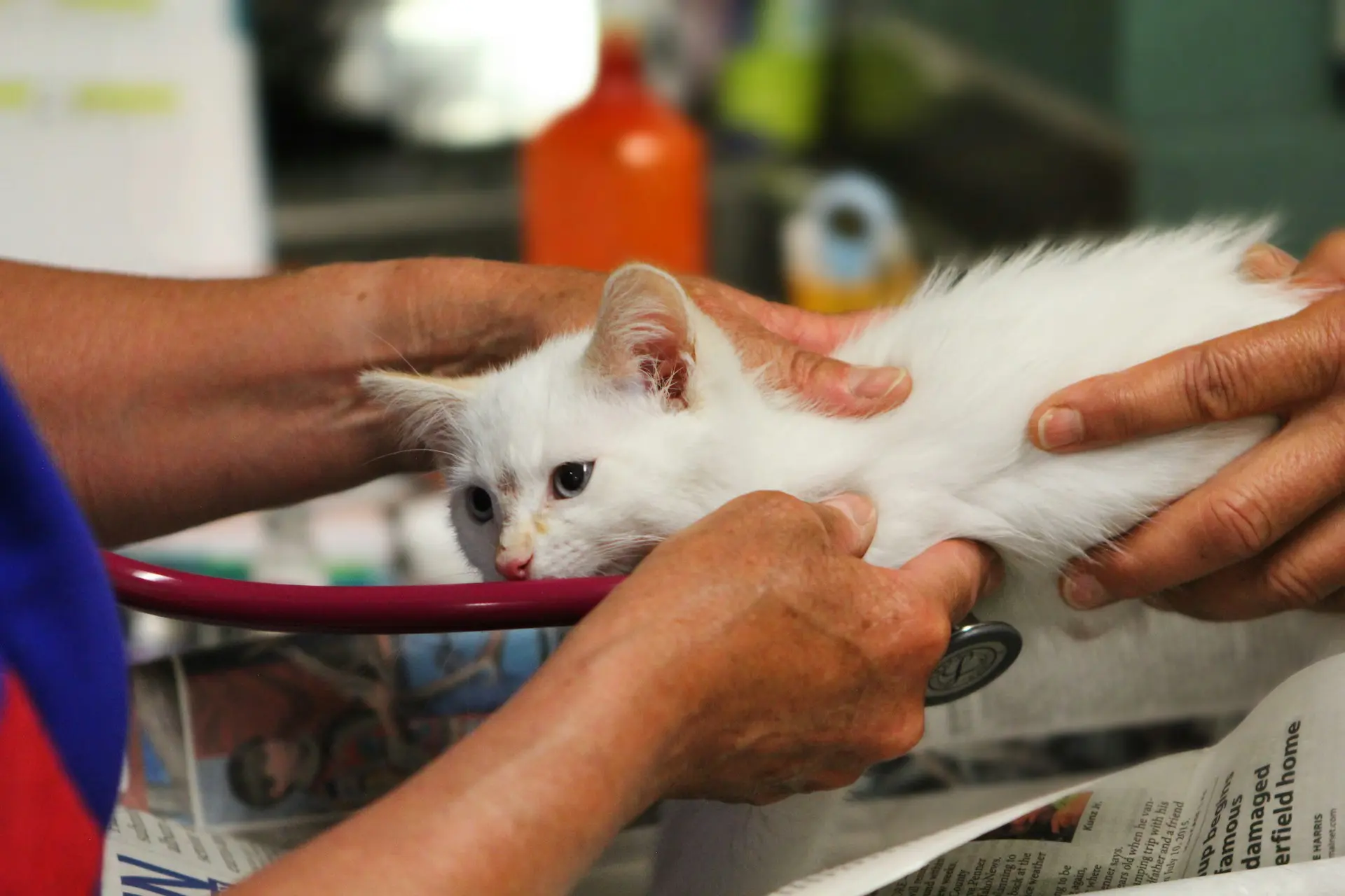 what to expect at emergency vet