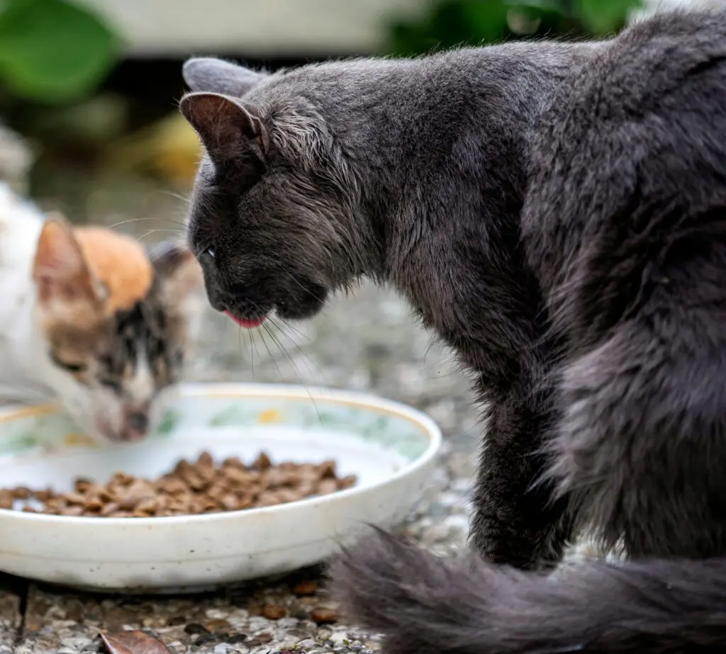 healthy diet for cats