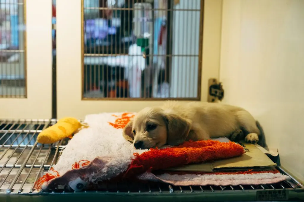 should you microchip your dog