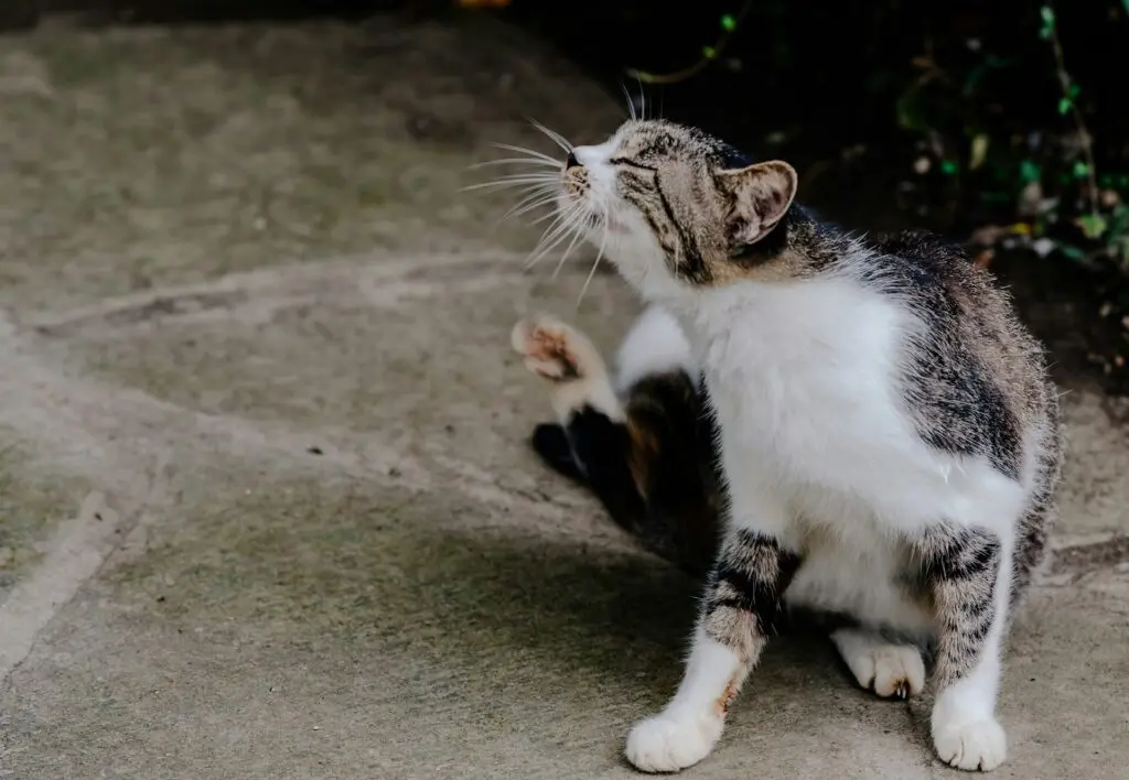 parasite prevention for dogs and cats