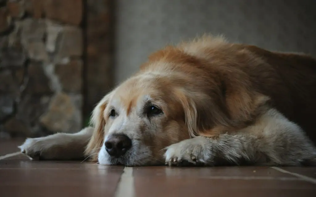 how to keep senior dog healthy