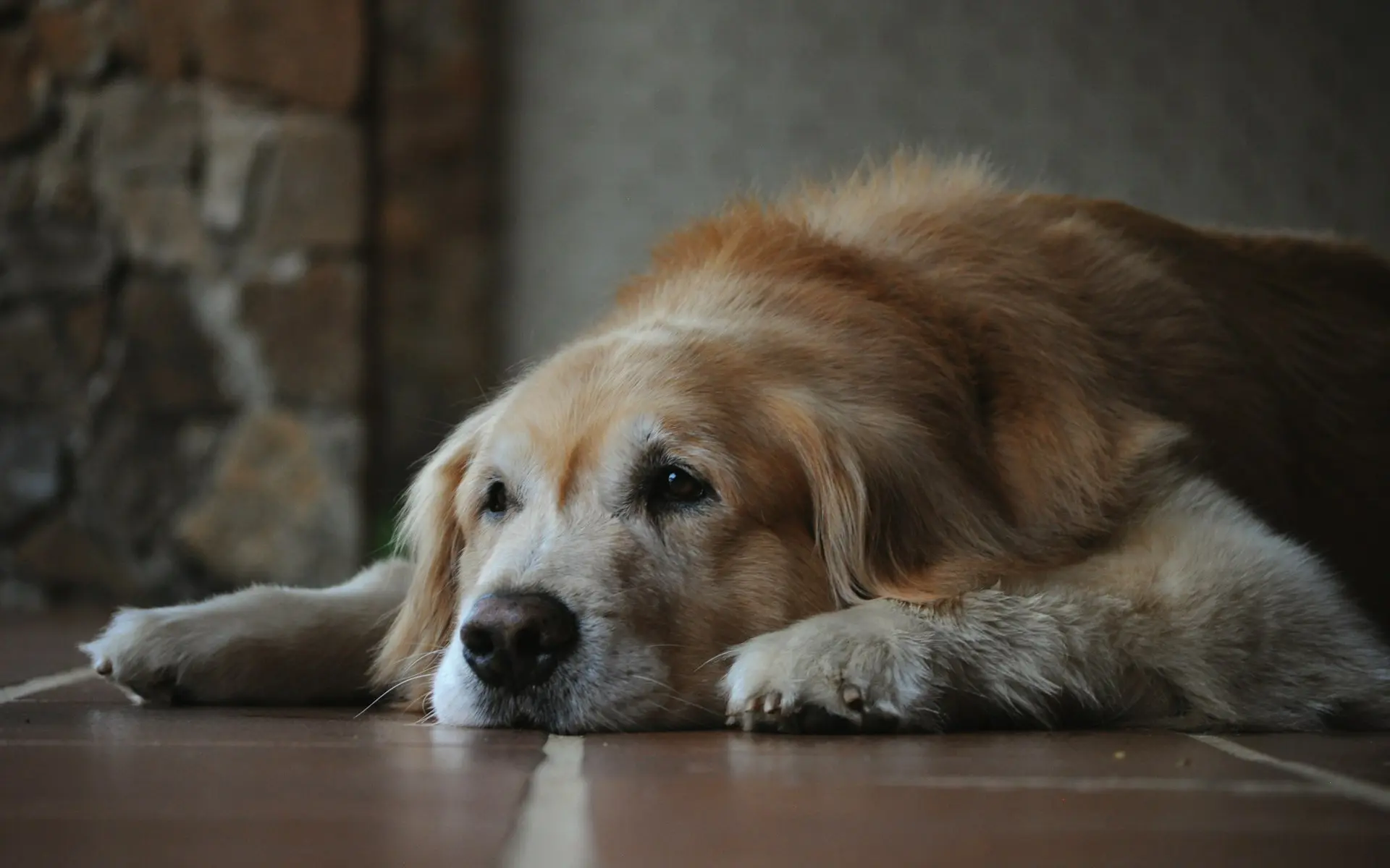 how to keep senior dog healthy
