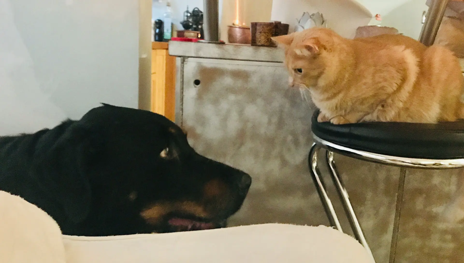 do dogs and cats need dental care