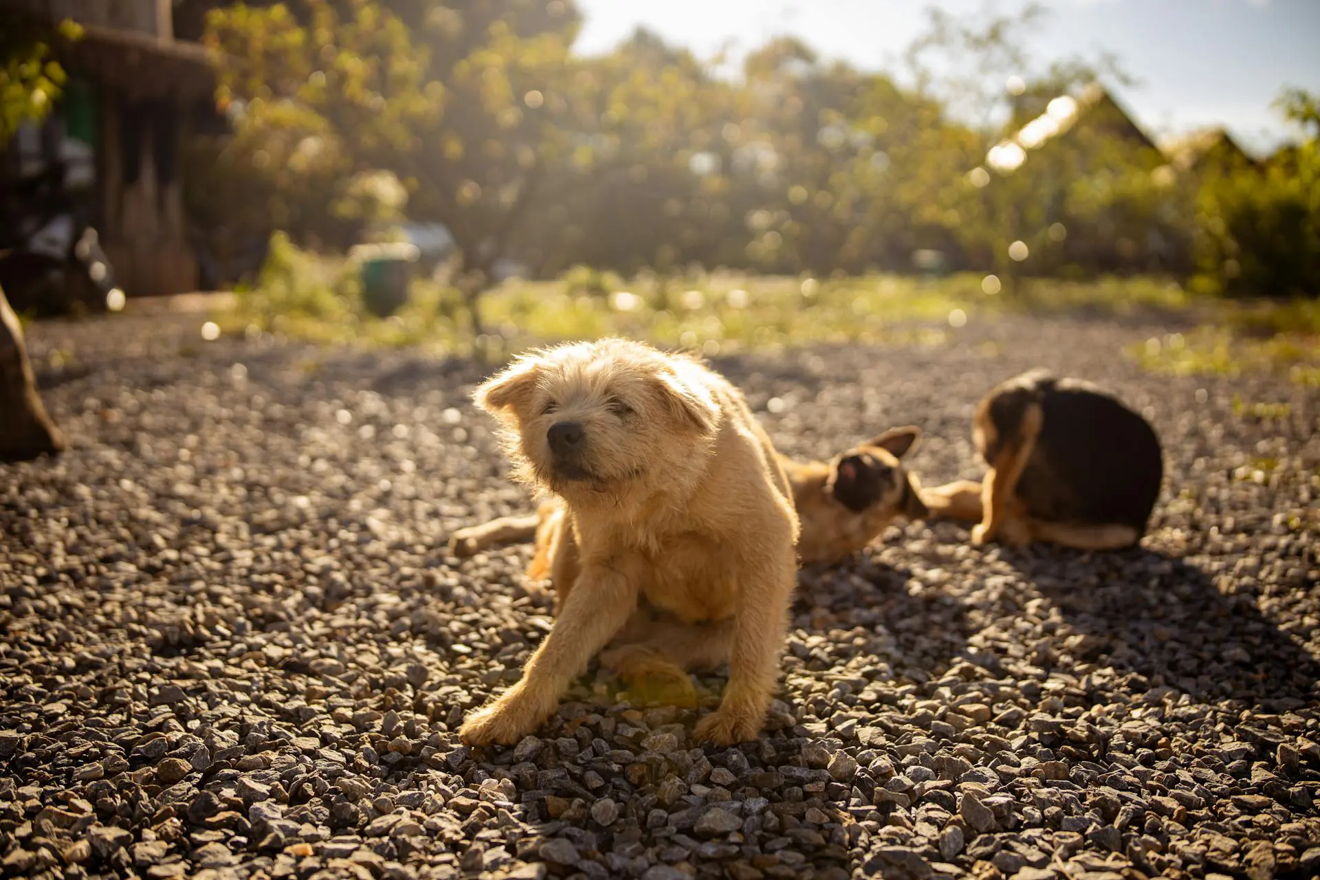 phovia light therapy for pets
