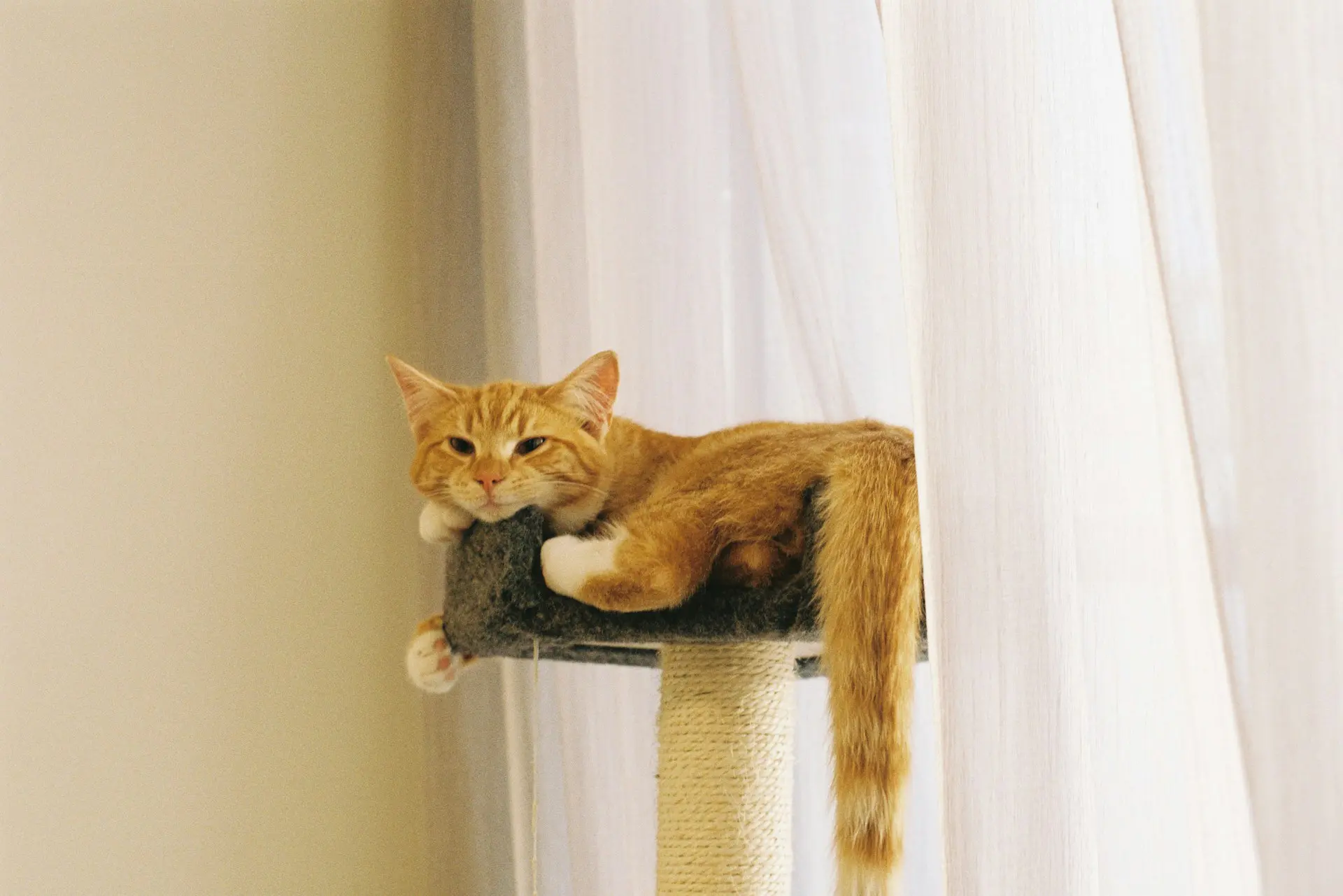 how to keep an indoor cat happy; cat tree in front of window with orange cat resting/playing