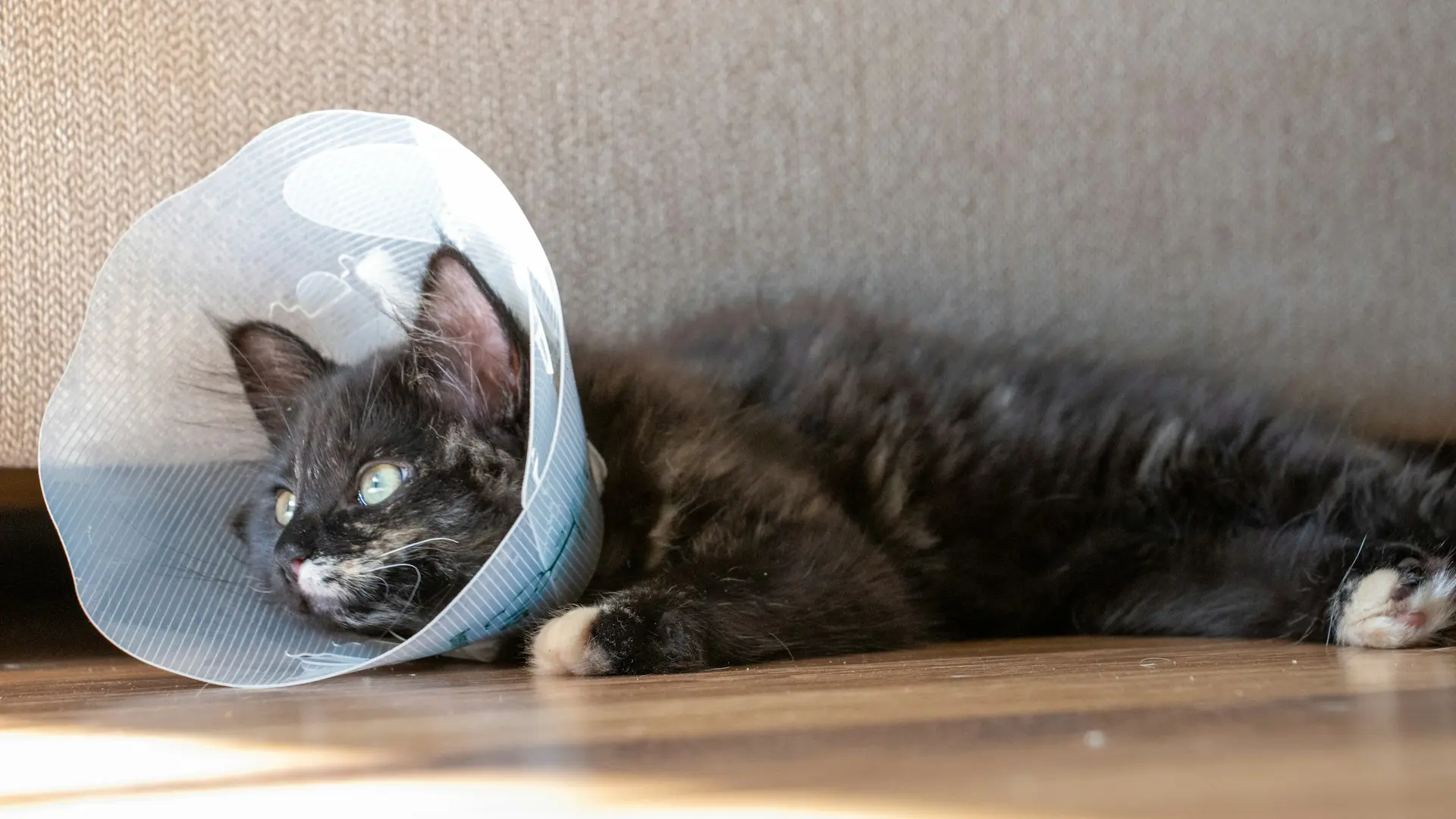 Having your cat wear a cone collar and relax are ways to take care of your cat after surgery.