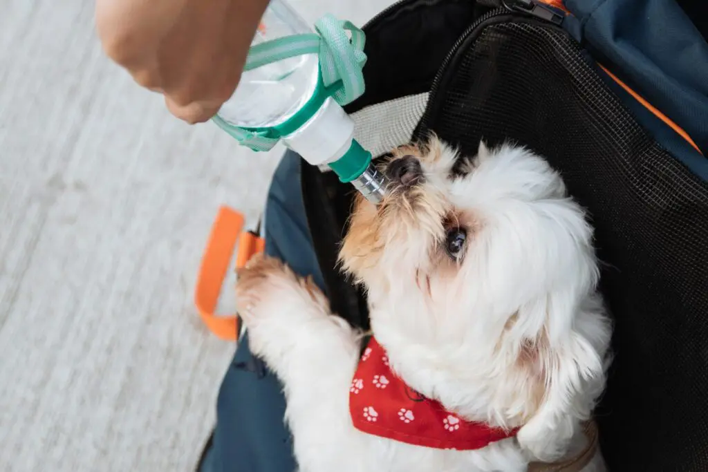 dog drinking from a water bottle pulled from a pet emergency kit.