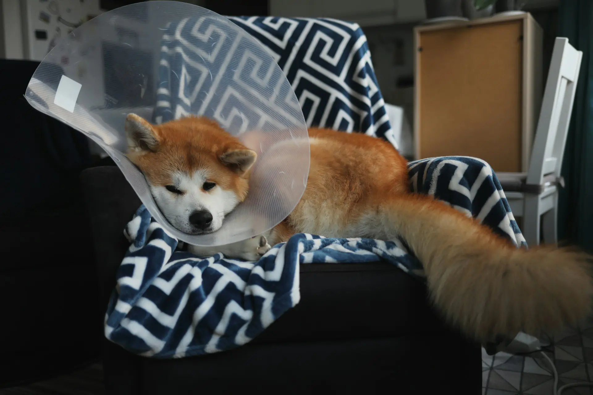 how to care for your dog after surgery