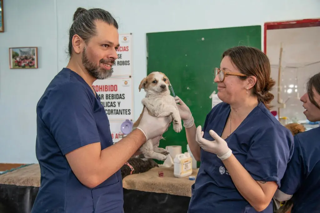 A puppy is being held by a vet tech while another prepares to give the necessary vaccines to the puppy
