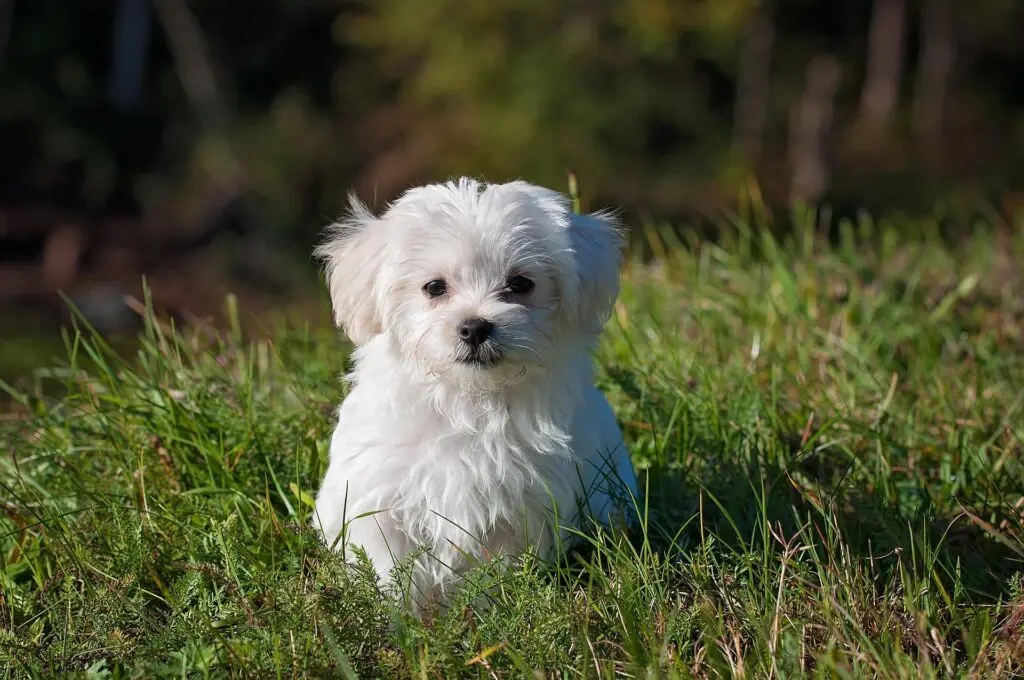 Puppy playing in a yard