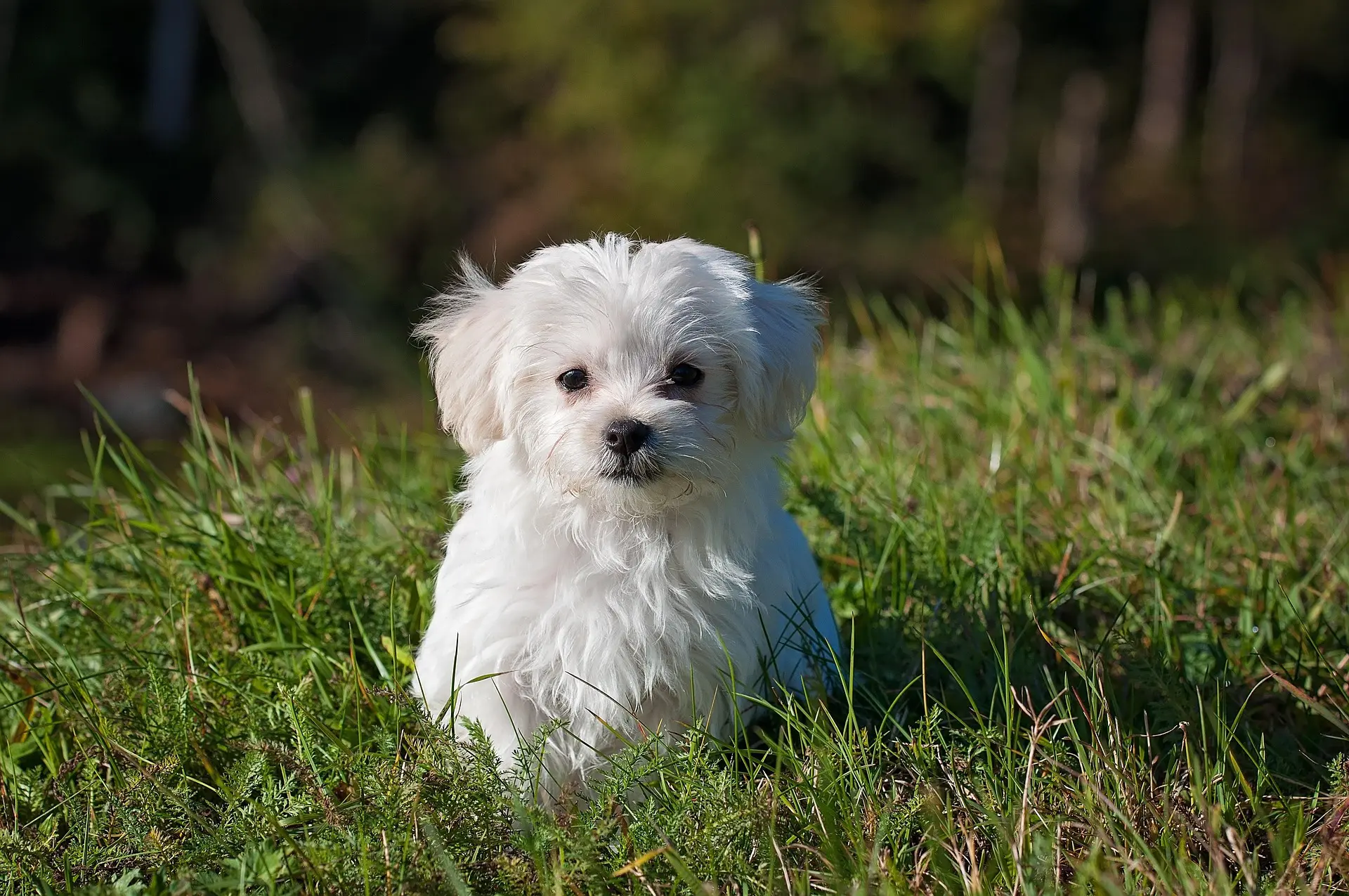Puppy playing in a yard