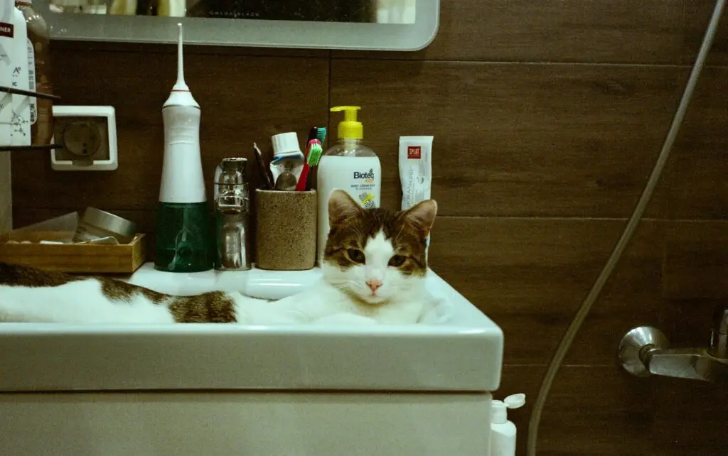 A cat is laying in a bathroom sink with toothbrushes and other bathroom essentials in the background.