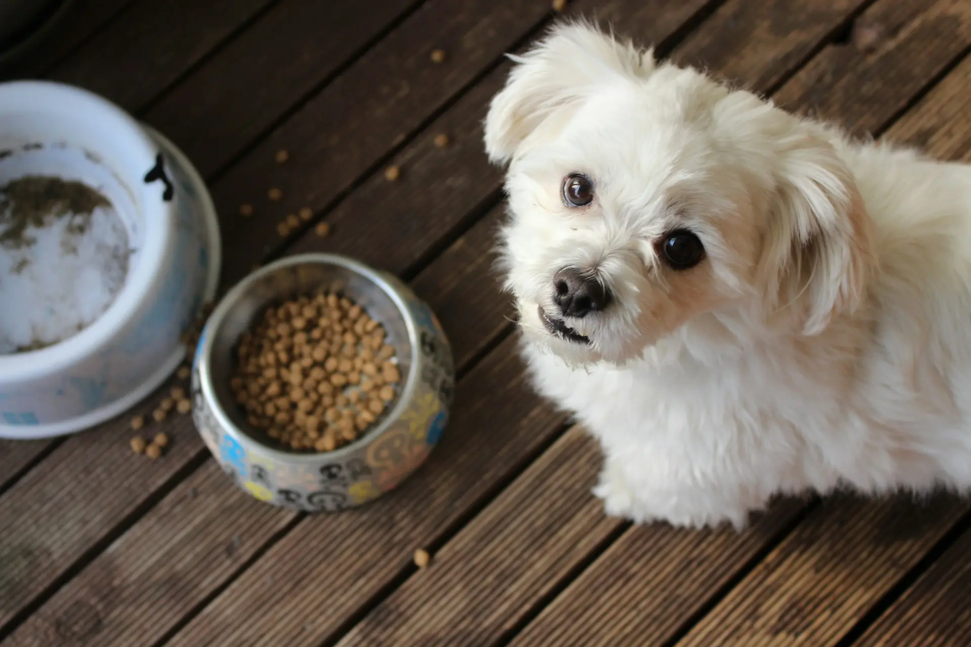 A white dog is standing next to his food dish looking up at his owner.