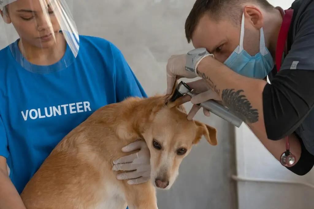 A veterinarian is checking a dog's ear during their preventive care appointment.