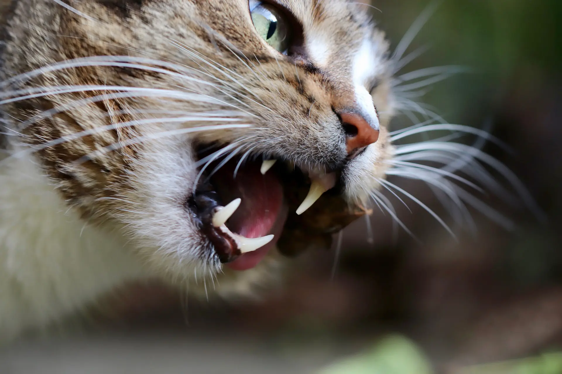 A cat has their mouth open showing their teeth.
