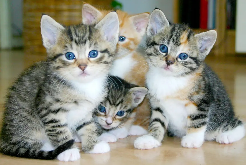 Four kittens are sitting on the floor looking at the camera.