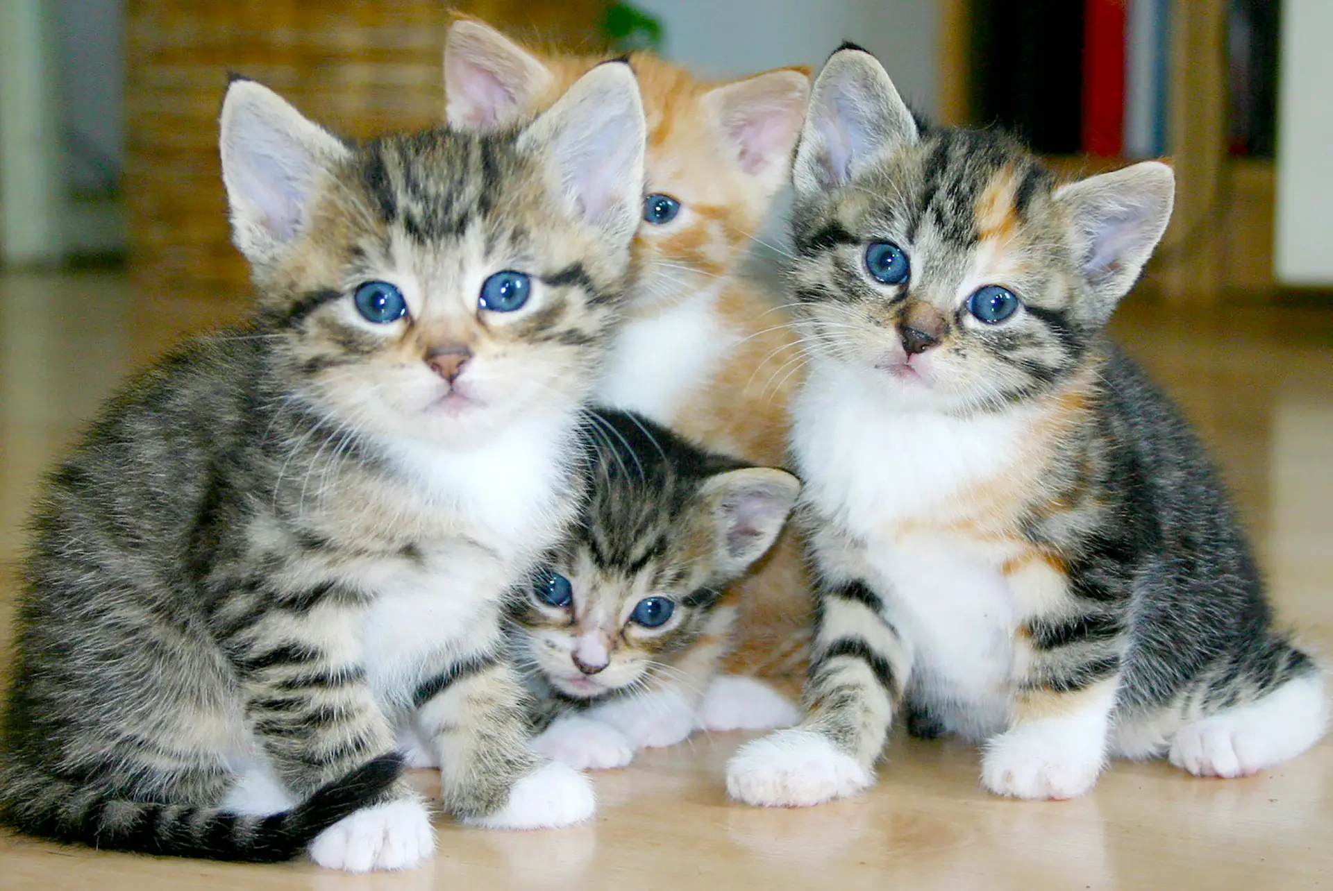 Four kittens are sitting on the floor looking at the camera.