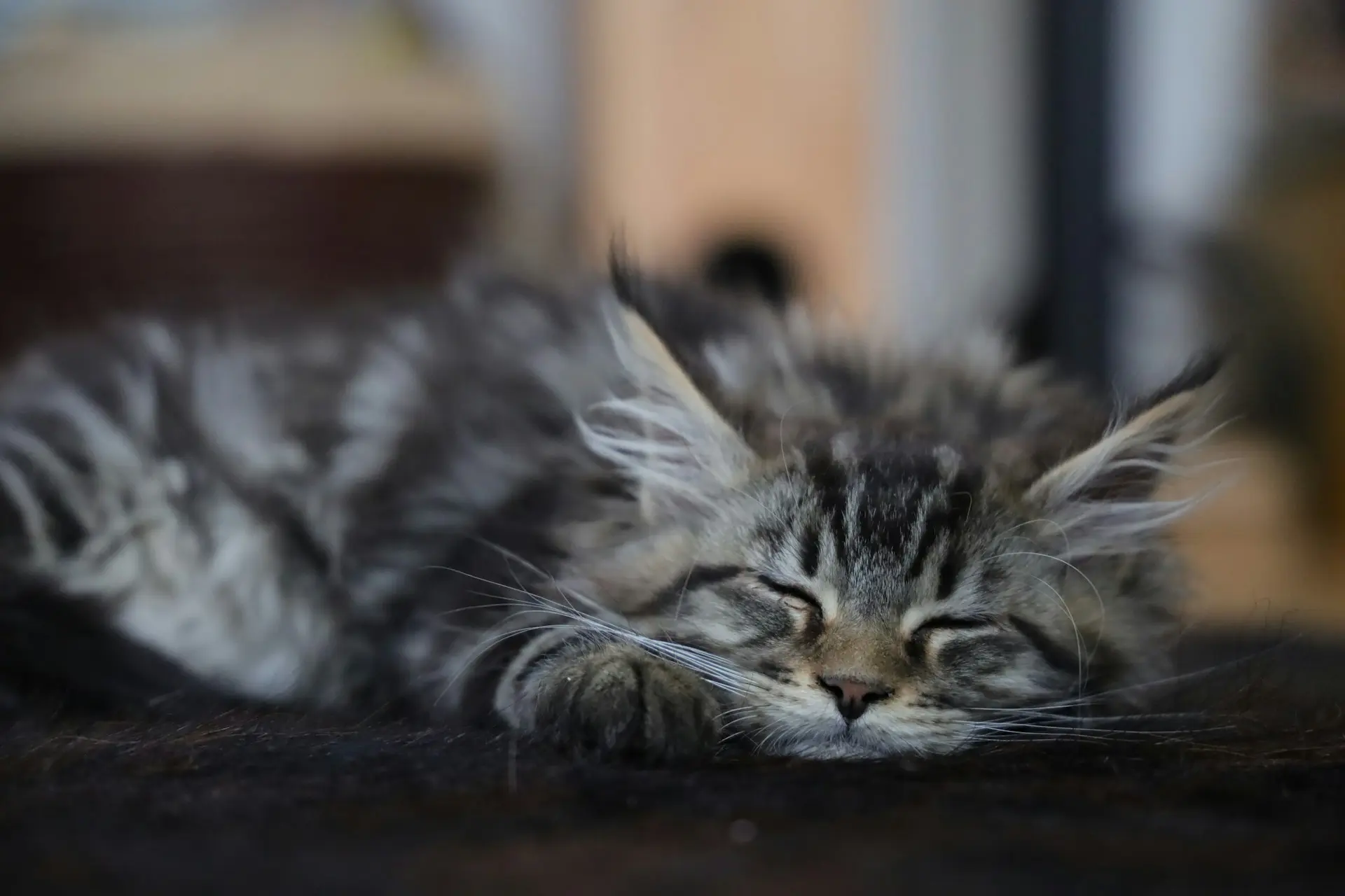 A kitten is sleeping on the couch after she got her pet vaccine.