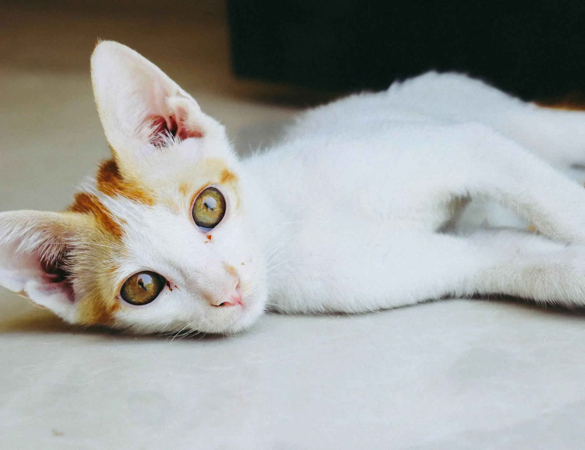 A healthy care with feline leukemia is laying on the floor looking at the camera.