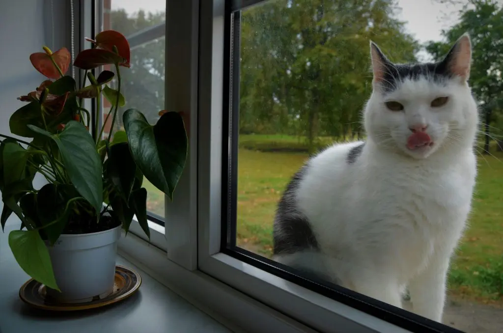 A cat is sitting on a window sill outside sticking his tongue out at the person inside.