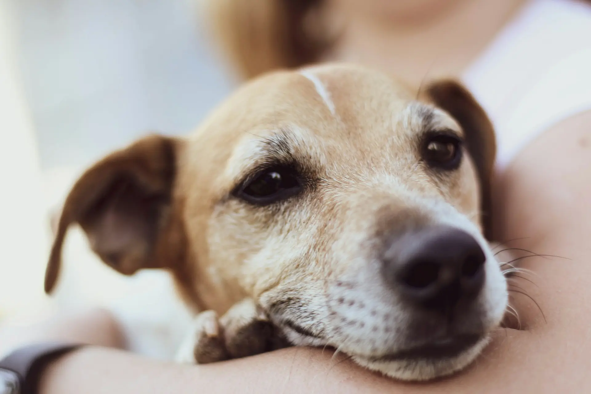 An older dog is resting his head on his owner's arm.