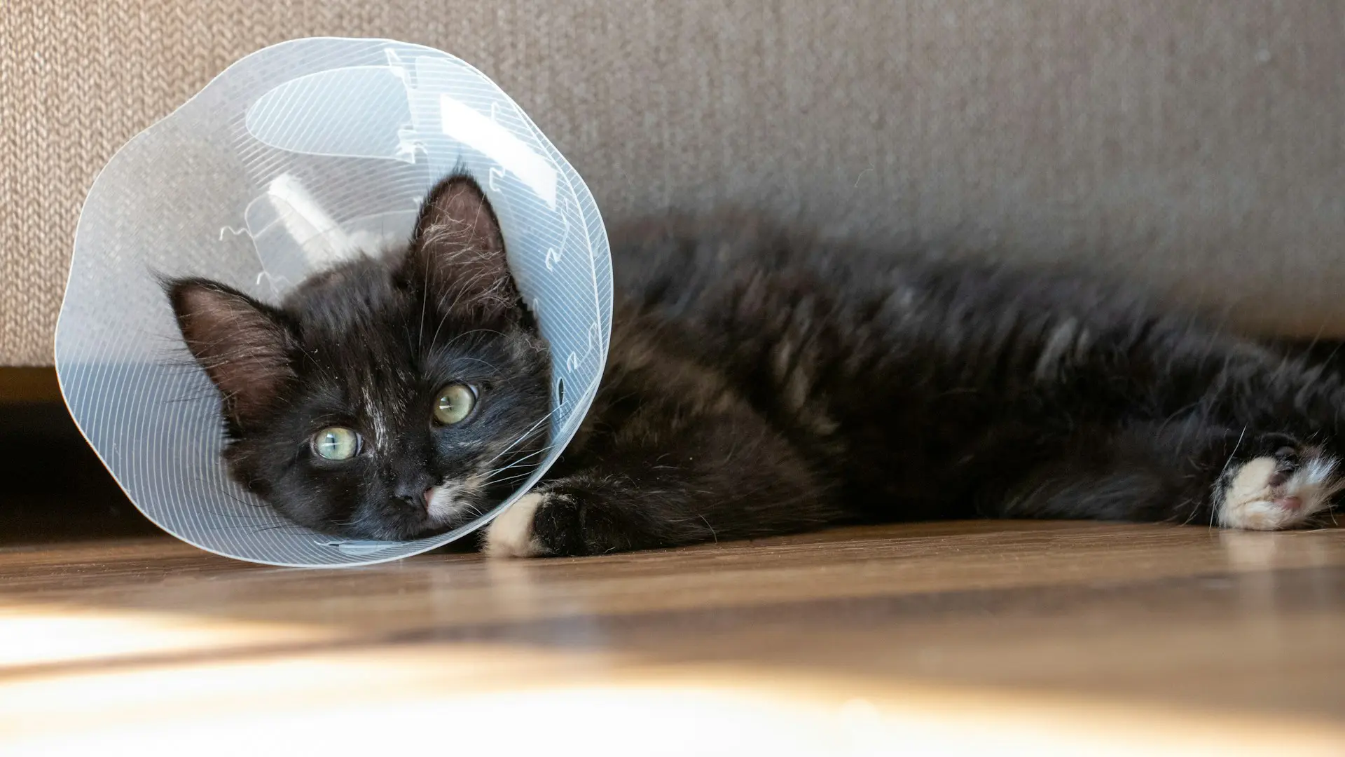 A black cat wearing a cone around her neck is laying down trying to relax after a pet emergency.