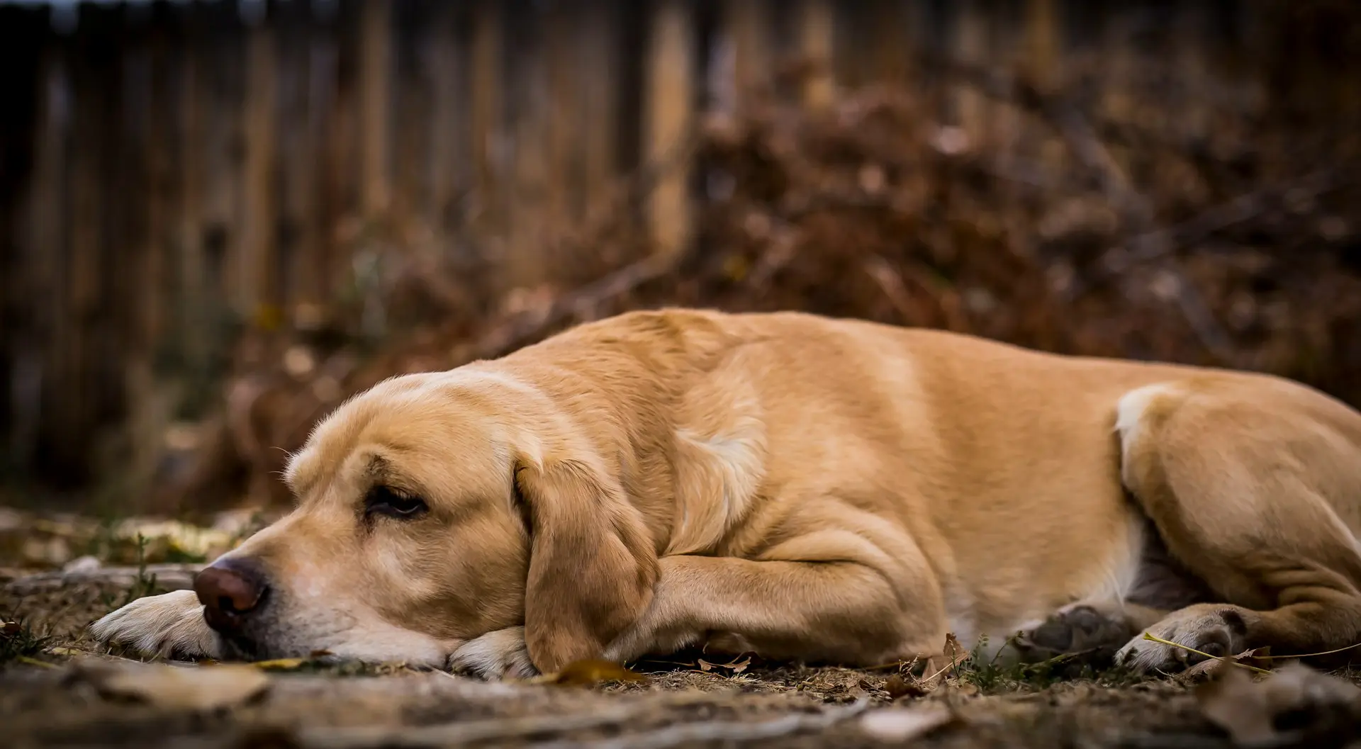 A dog is laying down outside by a tree.