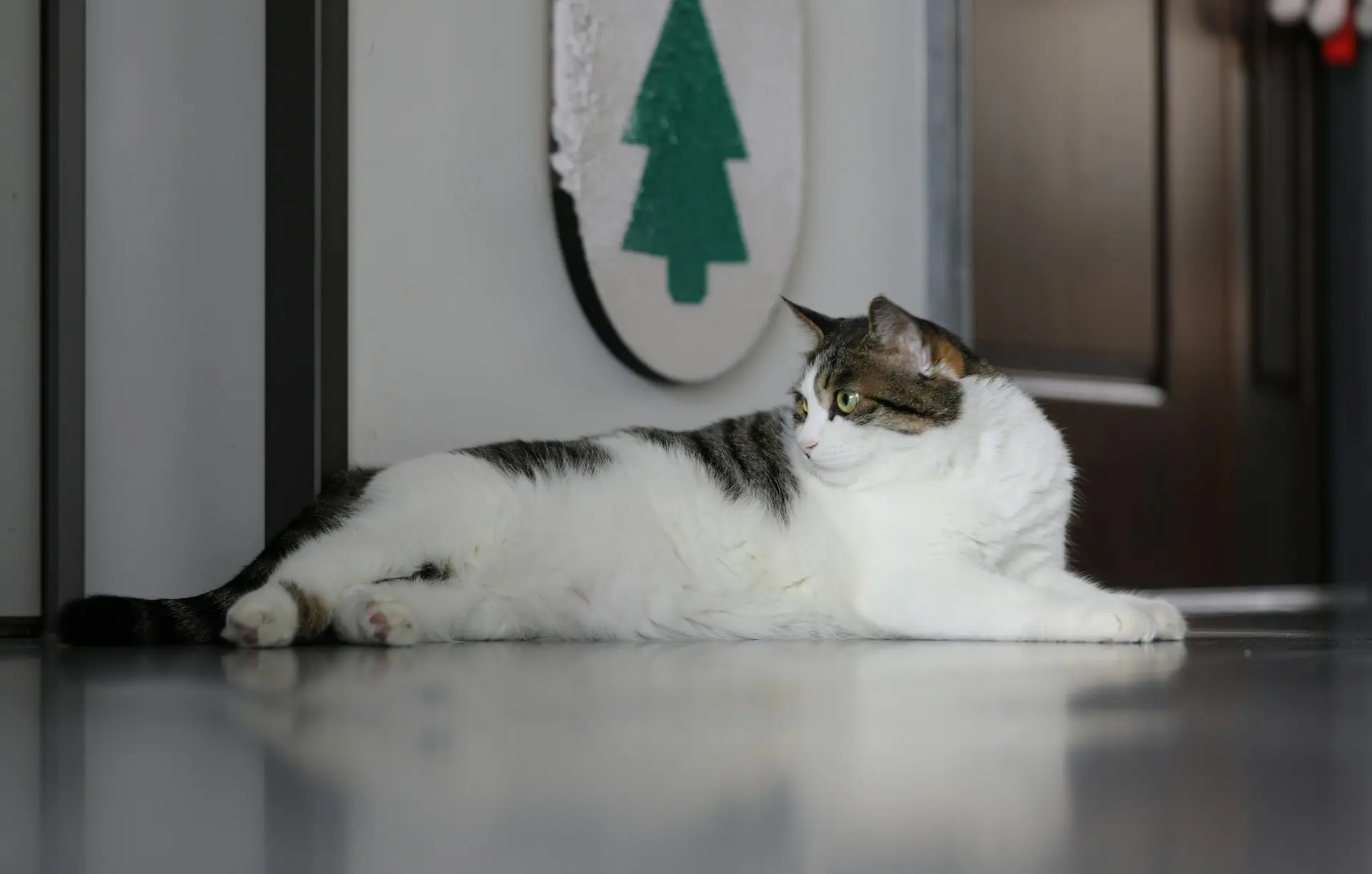 A cat is laying on the floor in her home, helping protect her from some of the common feline diseases.