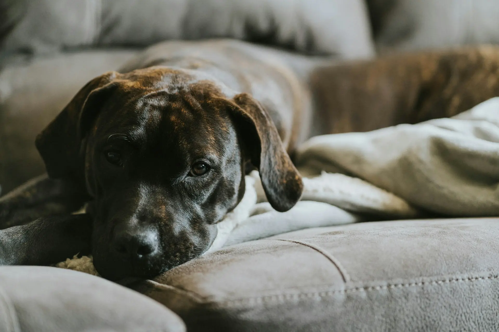 A dog is laying down on the couch.