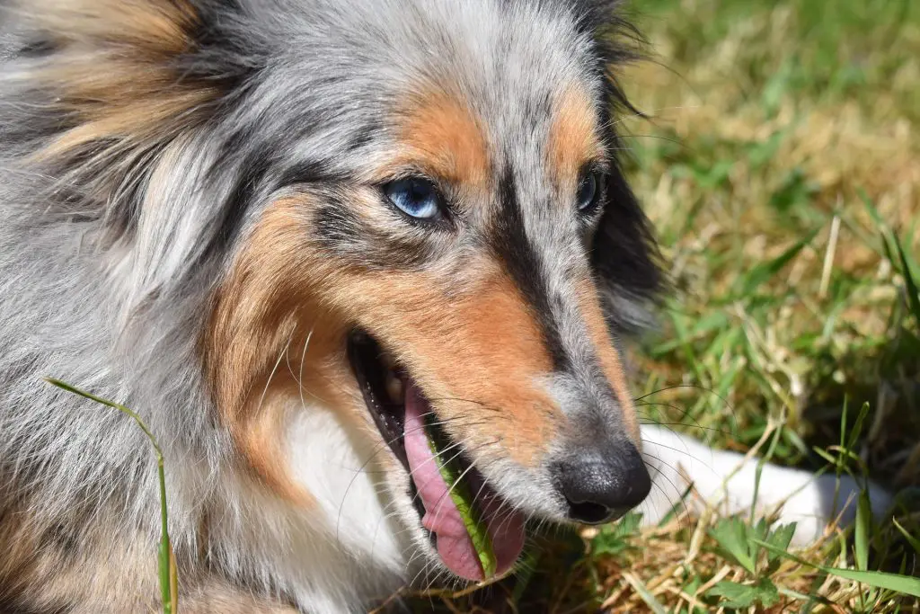 a dog is laying outside in the grass with a blade of grass on his tongue