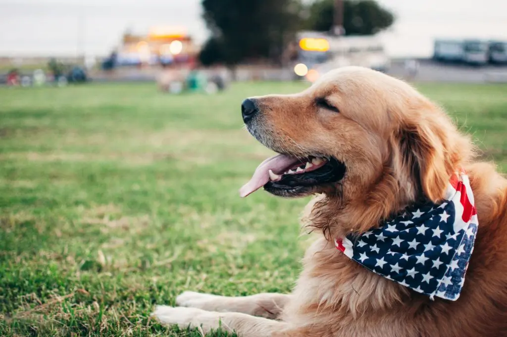 dog with flag bandana around neck laying in the grass