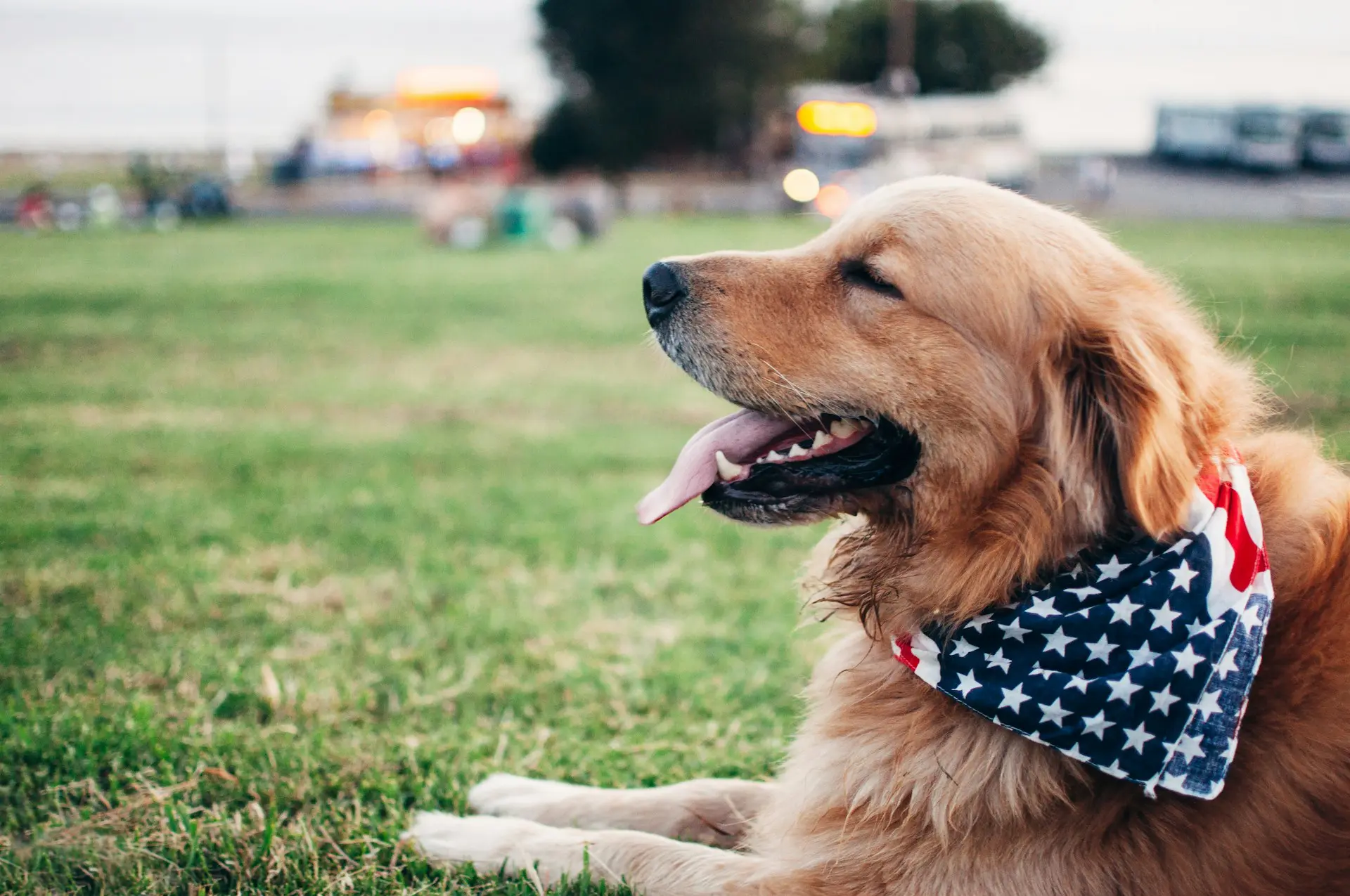 dog with flag bandana around neck laying in the grass