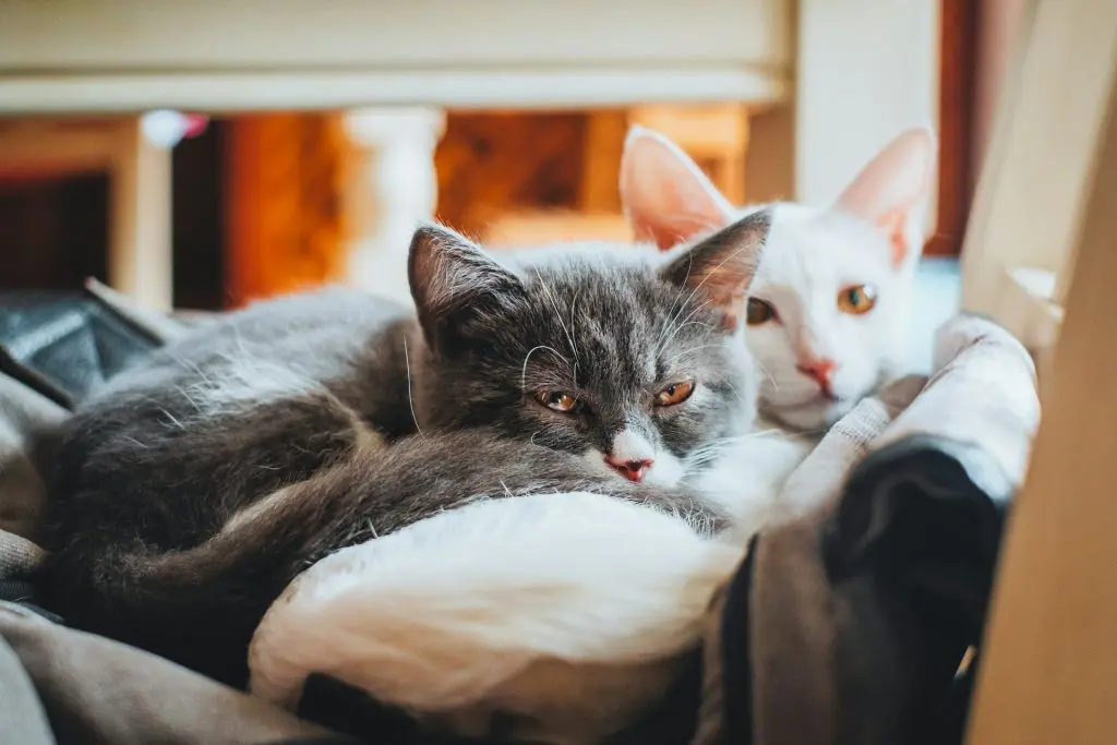 two cats laying together in a multiple cat household
