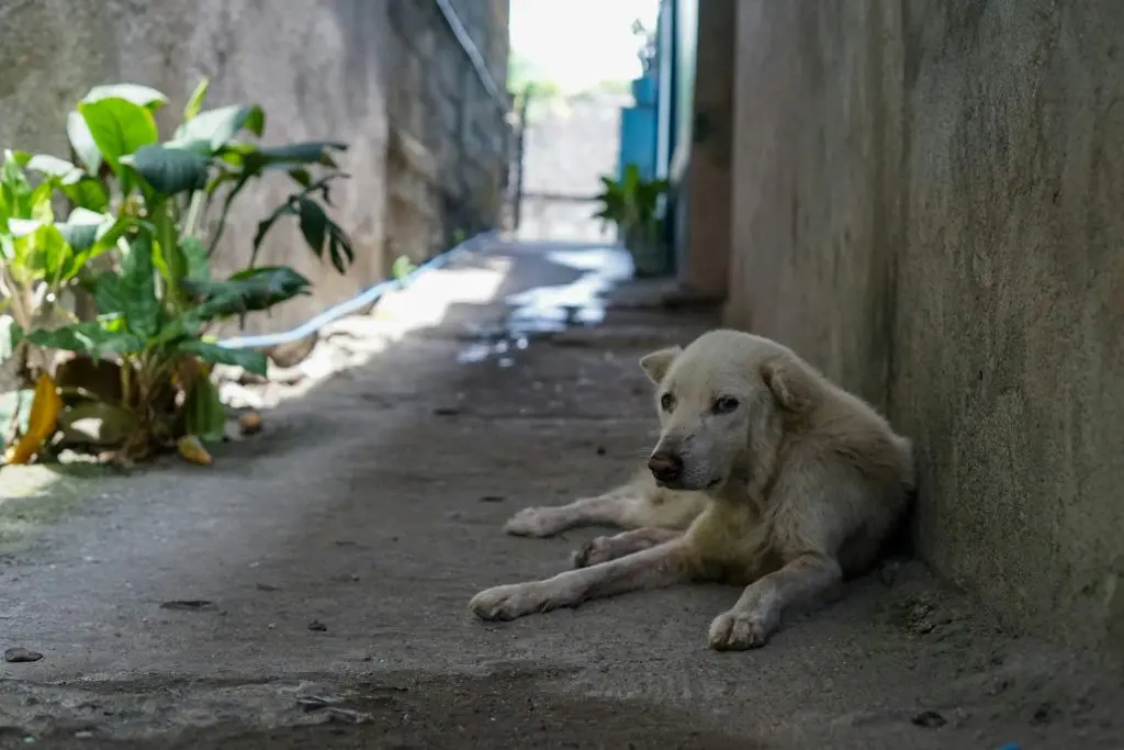 A dog is laying on the ground in an alley